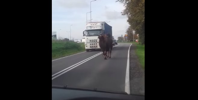 Wielbłąd na polskiej drodze! Skończyło się mandatem